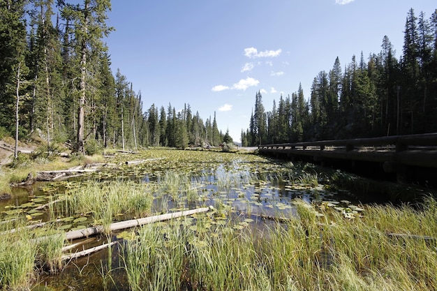 Park Narodowy Yellowstone w Wyoming USA