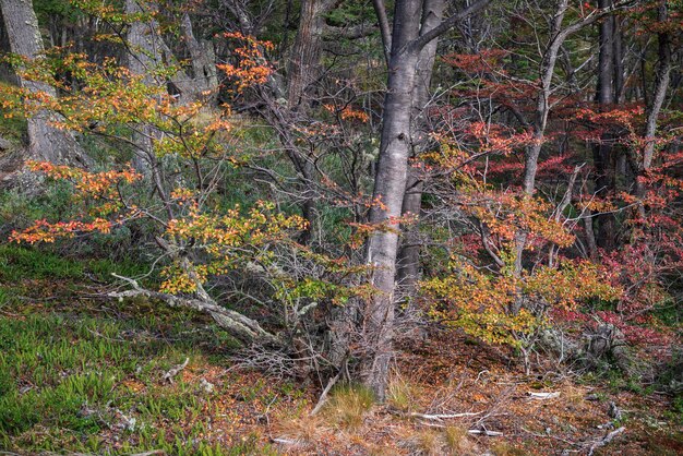 Park Narodowy Ziemi Ognistej Ushuaia Argentyna