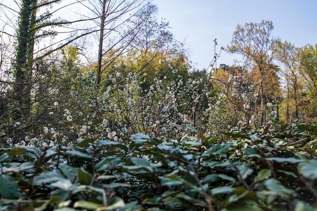 Park Ogrodu Botanicznego Ze ścieżką Drzew Tropikalnych Wśród Plantacji Parkowych Projekt Krajobrazu Parku