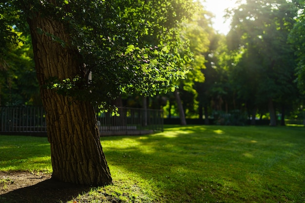 Park Retiro w Madrycie o wschodzie słońca z drzewami, zieloną trawą i rozbłyskami słonecznymi.