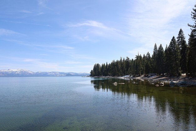 Park stanowy nad jeziorem tahoe Sugar Pine