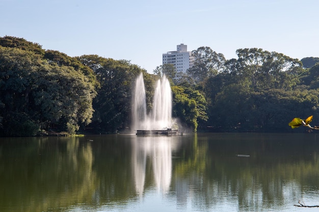 Park Taquaral w Campinas, So Paulo. piękne drzewa i bujna przyroda