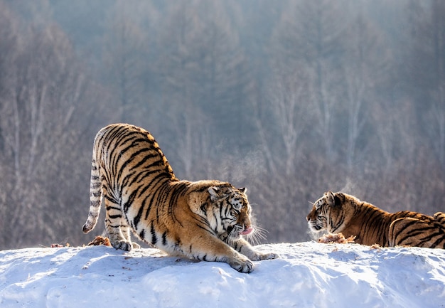 Park Tygrysów Syberyjskich