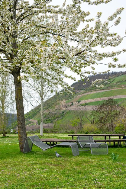 Park w pobliżu rzeki na wiosnę