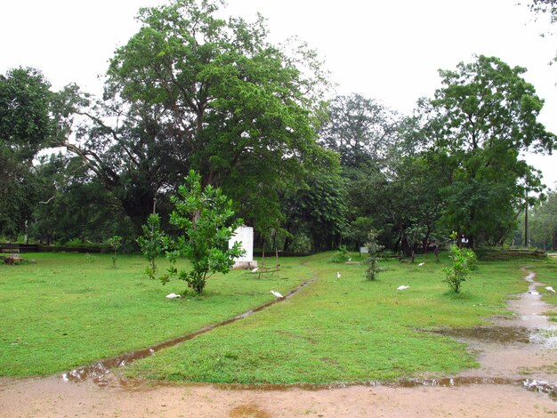 Park w rejonie Anuradhapura, Sri Lanka