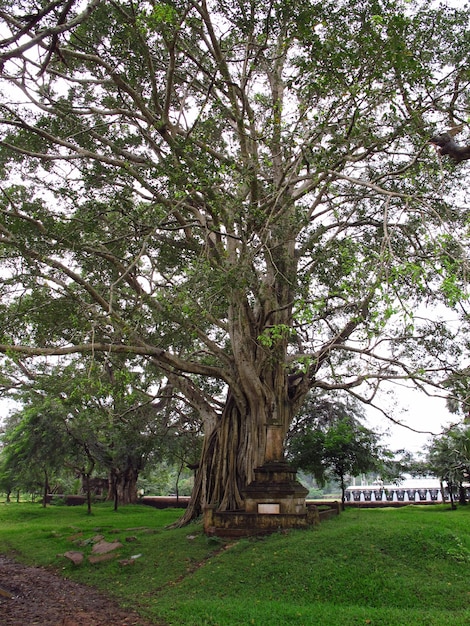 Zdjęcie park w rejonie anuradhapura, sri lanka