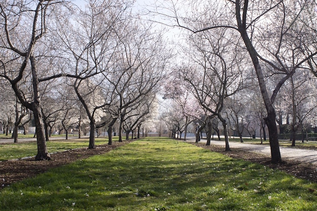Park wczesnej wiosny z rzędami gołych drzew i świeżym trawnikiem