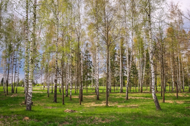 Park z brzozami i zieloną trawą