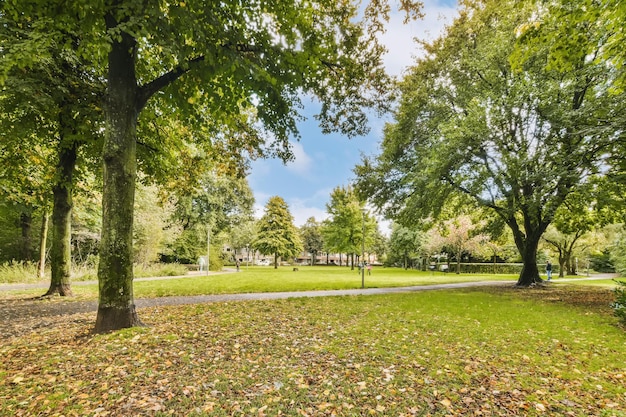 Park z drzewami i ścieżką w trawie