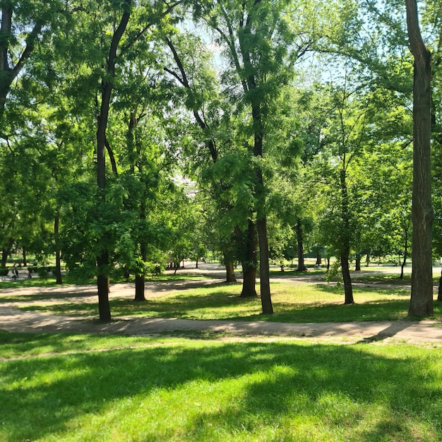 Zdjęcie park z drzewami i ścieżką z napisem park