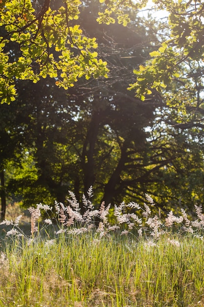 Park z gigantycznymi dębami w podmiejskiej okolicy na letniej łące