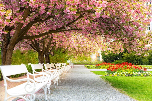 Park Z Kwiatem Sakury, Trawnikiem I ławkami