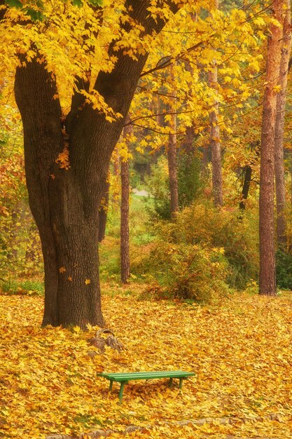 Park z ławką na alei jesienią