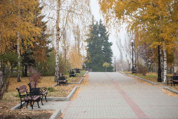 Park z ławką na alei w żółtej jesieni.