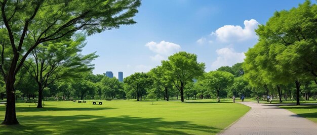 park z ławką w parku i drzewami na tle