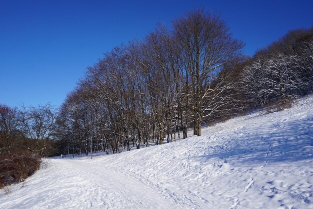 Park zimą w ciągu dnia