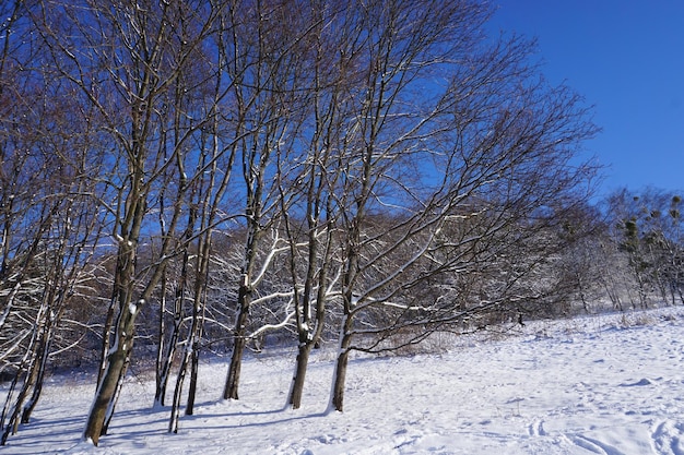 Park zimą w ciągu dnia