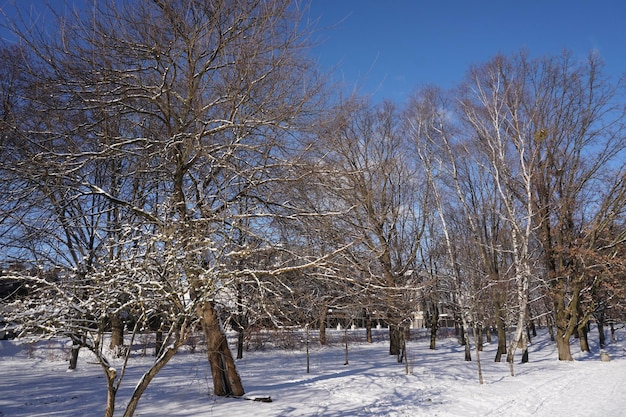 Park zimą w ciągu dnia