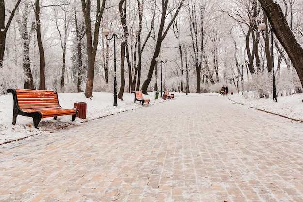 Park Zimowy Pokryty śniegiem I Szronem