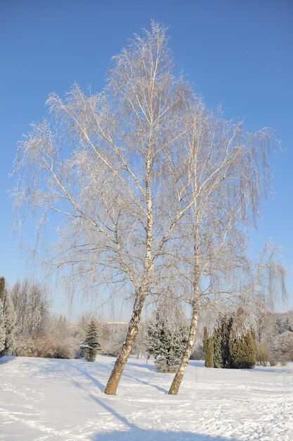 Park zimowy w śniegu