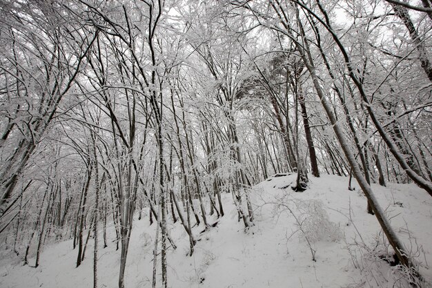 Park Zimowy Z Drzewami Bez Liści