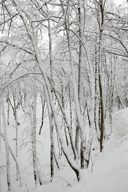 Park Zimowy Z Drzewami Bez Liści