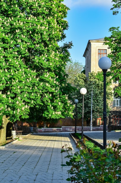 Parkowa aleja z latarniami i kwitnącymi kasztanowcami