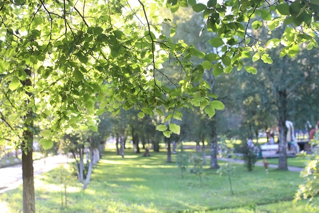 Parkowe słońce liści