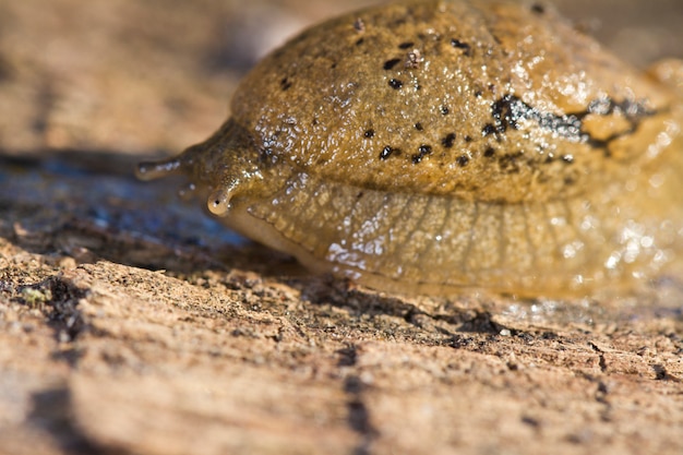 Parmacella valenciennii slug