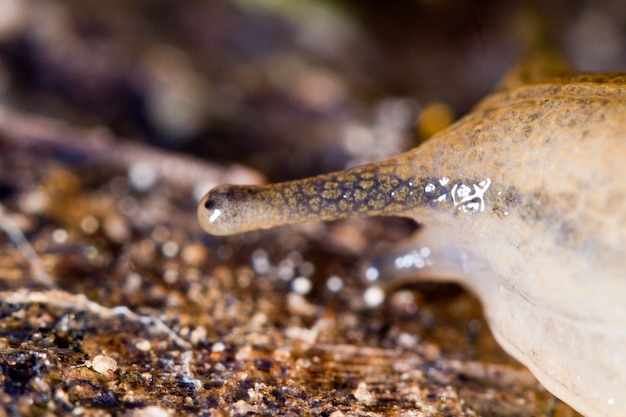 Parmacella valenciennii slug