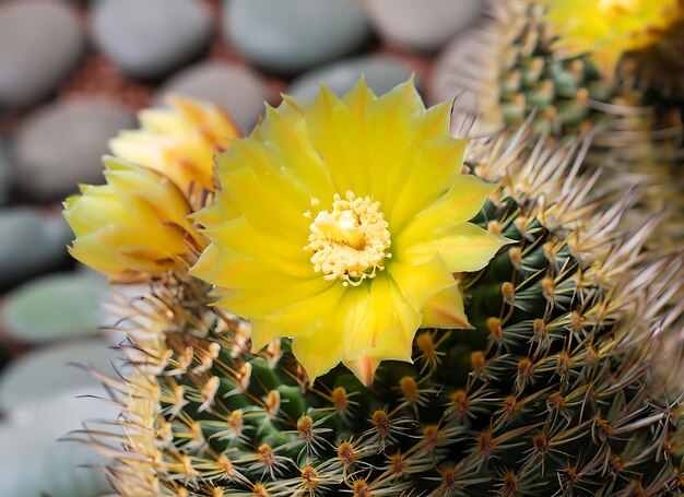 Parodia leninghausii Closeup żółty kaktus wieżowy z żółtym kwiatem