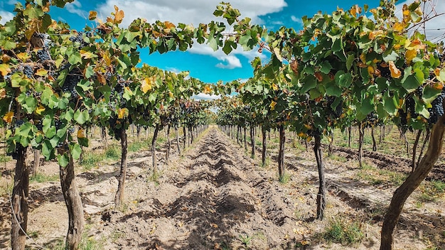 Parral pięknych winogron w Mendoza Argentyna