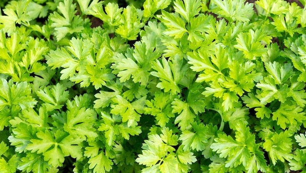 parsley plant growing green background