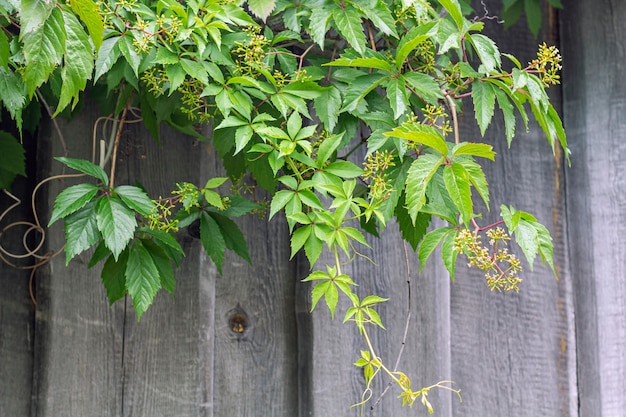 Parthenocissus Quinquefolia I Partenocissus Pięciolistne Winogrono-drzewiaste Pnącze Z Rodzaju Maiden Wiszące Na Drewnianej ścianie W Stylu Rustykalnym.