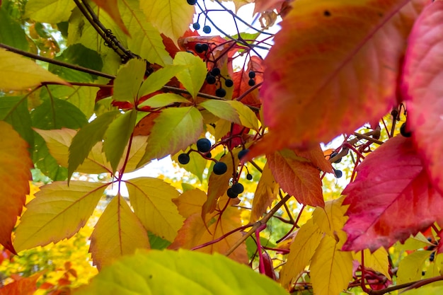 Parthenocissus quinquefolia znany jako pnącze wirginijskie Victoria pnącze bluszcz pięciolistny Czerwone liście