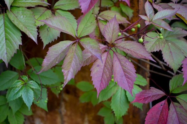 Parthenocissus quinquefolia znany jako Victoria pnącze bluszcz pięciolistny Zielone liście