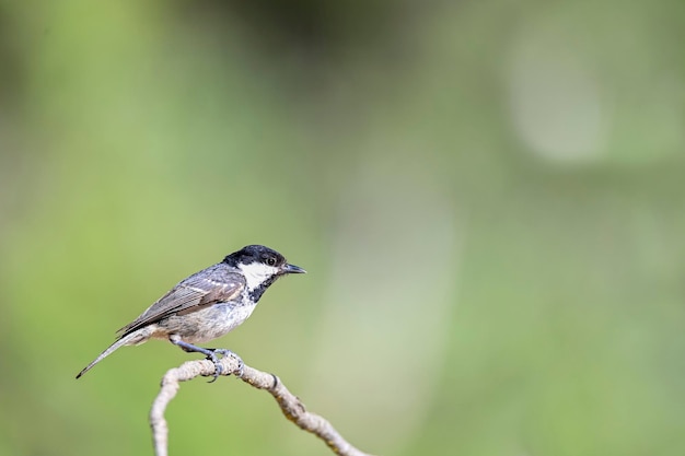 Parus major lub pospolita sikora to gatunek wróblowatych z rodziny sikorków