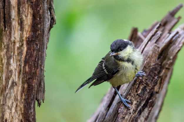 Parus major na drewnianym pniu