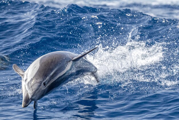 Pasiasty delfin podczas skoków w głębokim błękitnym morzu