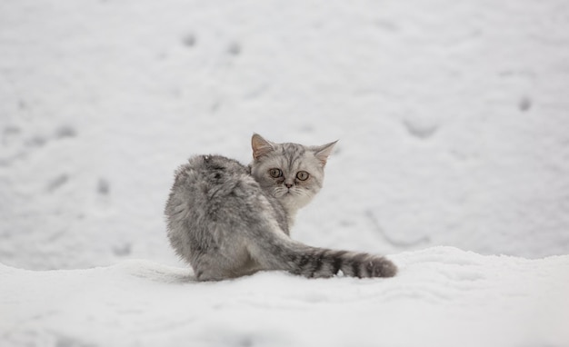 pasiasty kot na śniegu