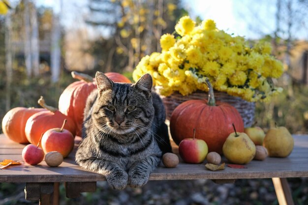 Pasiasty kot siedzi na stole wśród dyń i kosza jesiennych kwiatów