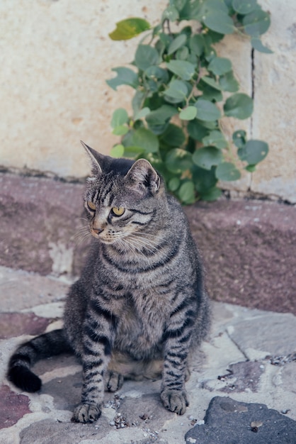 Pasiasty Kot Siedzi Na Ulicy