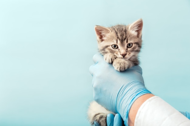 Pasiasty szary kotek w ręce lekarza na kolor niebieski background.kitten badania weterynarza. Kontrola kota, szczepienie w klinice weterynaryjnej dla zwierząt. Opieki zdrowotnej zwierzę domowe. Długie miejsce na baner internetowy.