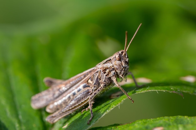 Pasikonik Polny Siedzący Na Makrofotografii Z Zielonym Liściem W Okresie Letnim