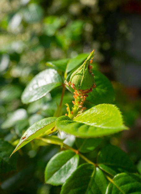 Pasożyt Aphidoidea Macrosiphum rosae na pąku kwiatu róży