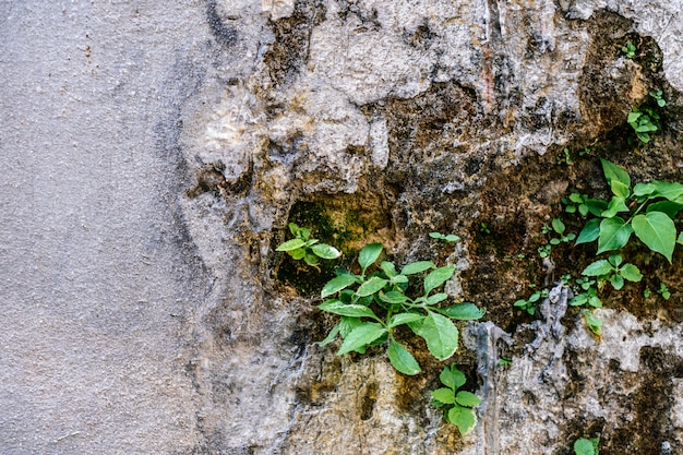 Pasożytnicze rośliny na starej ścianie.