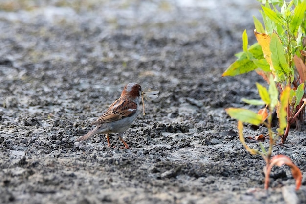 Passer domesticus lub wróbel na ziemi