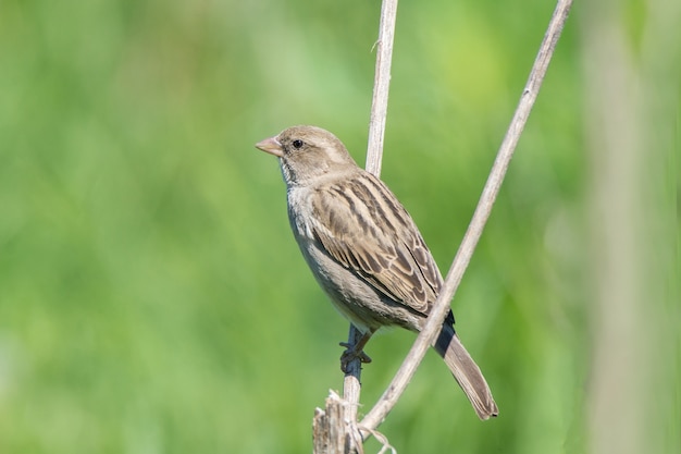 Passer domesticus na gałąź