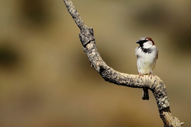 Passer domesticus - Wróbel domowy to gatunek wróblowatych z rodziny Passeridae.