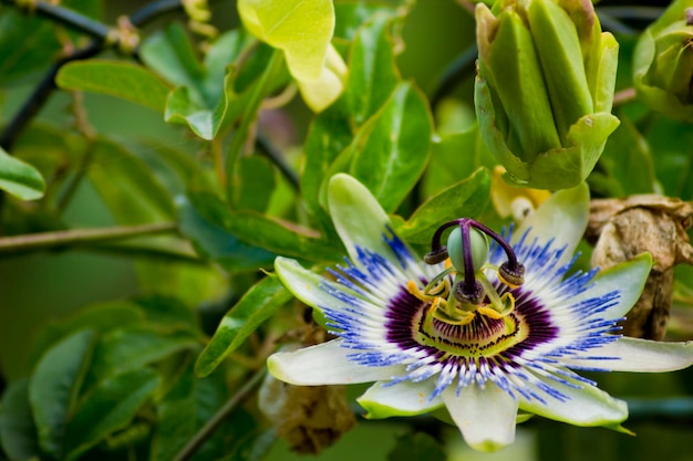 Passiflora caerulea znana również jako kwiat namiętności